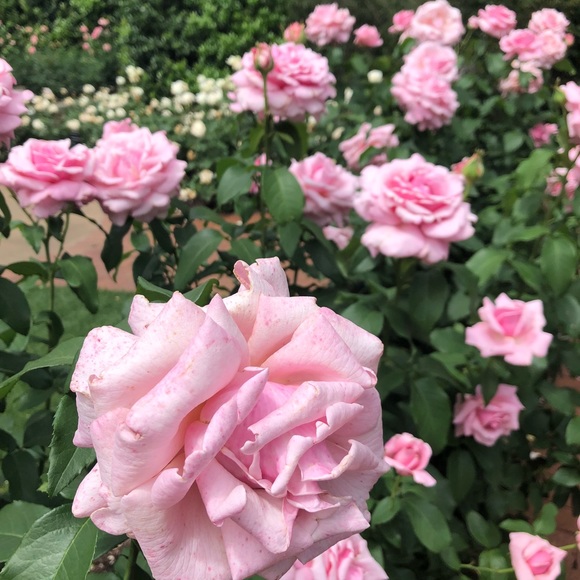 Meet your Posher, Veronica - Picture 1 of 1